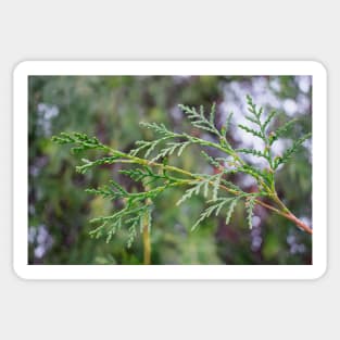 Evergreen Pine Tree Sticker
